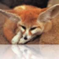 Fennec72