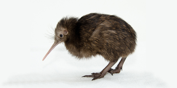 kiwi.jpg