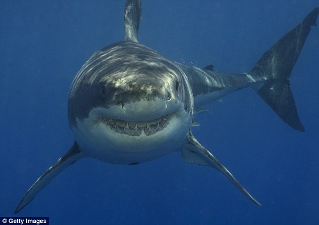 1413889483499_wps_13_Great_white_shark_taking_.jpg