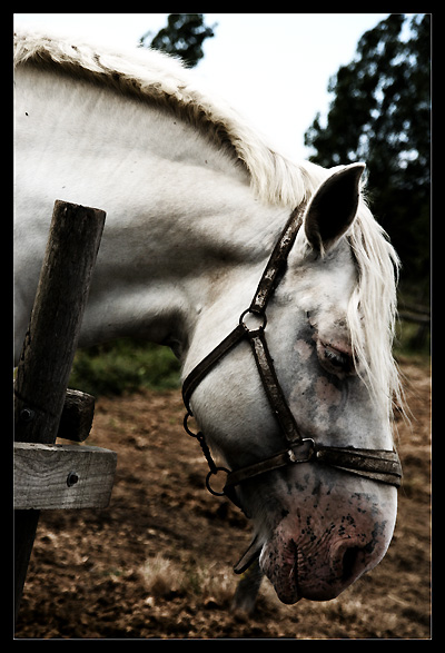 Percheron.jpg