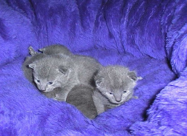 CHATONS%2015%20JOURS.jpg