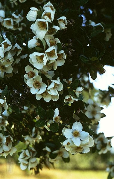 381px-Eucryphia_cordifolia.jpg