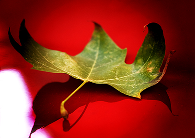 leaf2.jpg